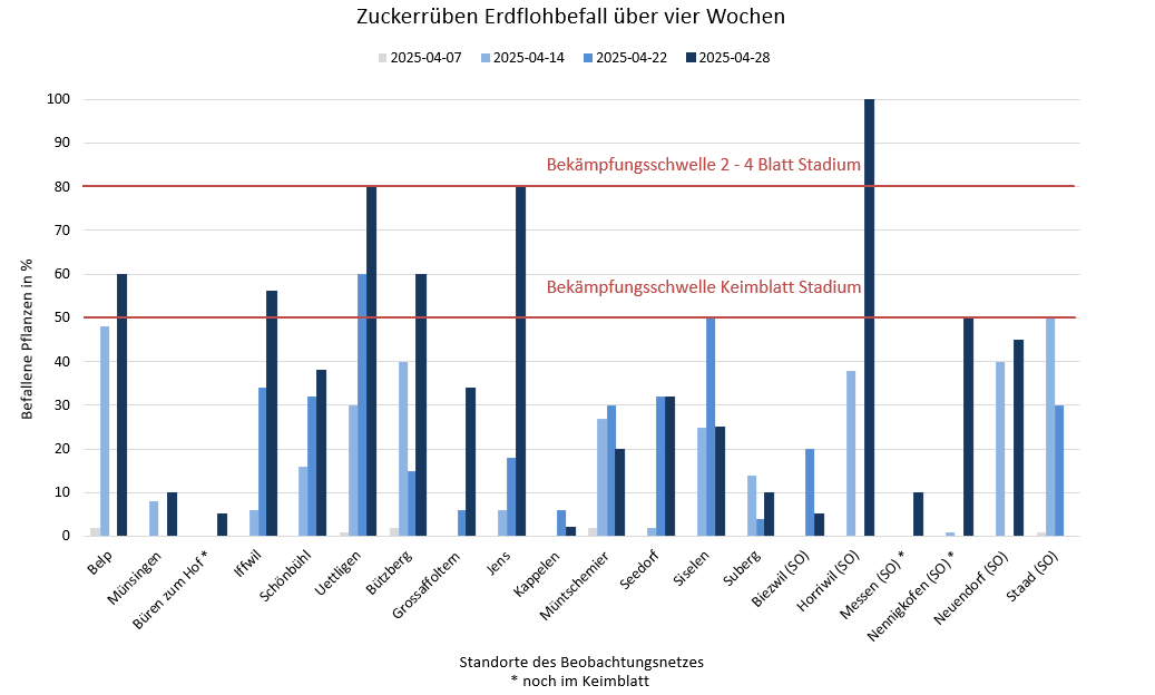 Die Aktivität des Erdflohs hat leicht zugenommen. Unregelmässig aufgelaufene Zuckerrüben sowie späte Saaten sollten weiterhin überwacht werden.